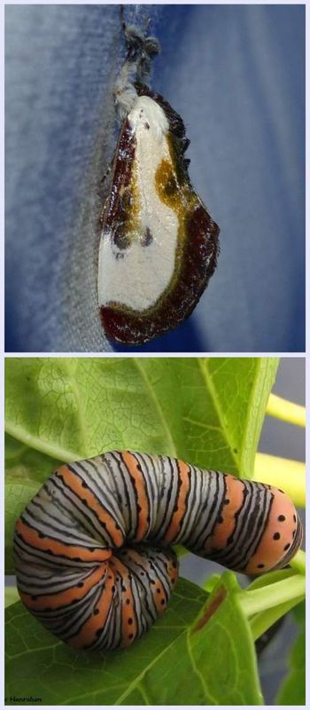 Beautiful wood-nymph moth and larva (Eudryas grata), #9301