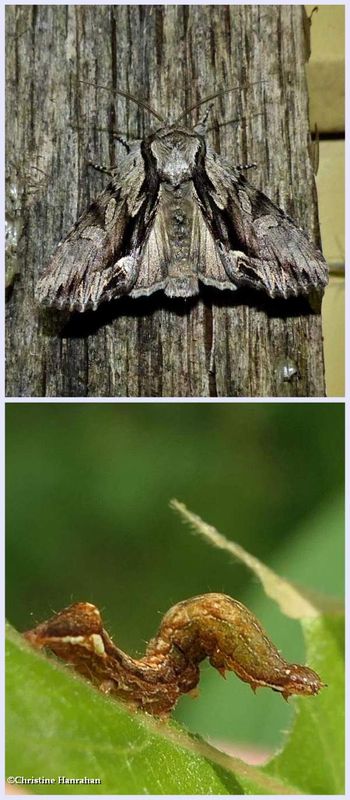 Common Hyppa moth and larva (Hyppa xylinoides), #9578
