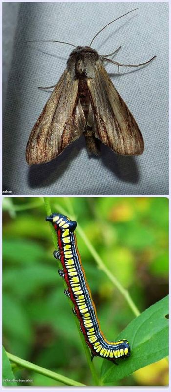 Brown hooded owlet moth and larva (Cucullia convexipennis), #10202