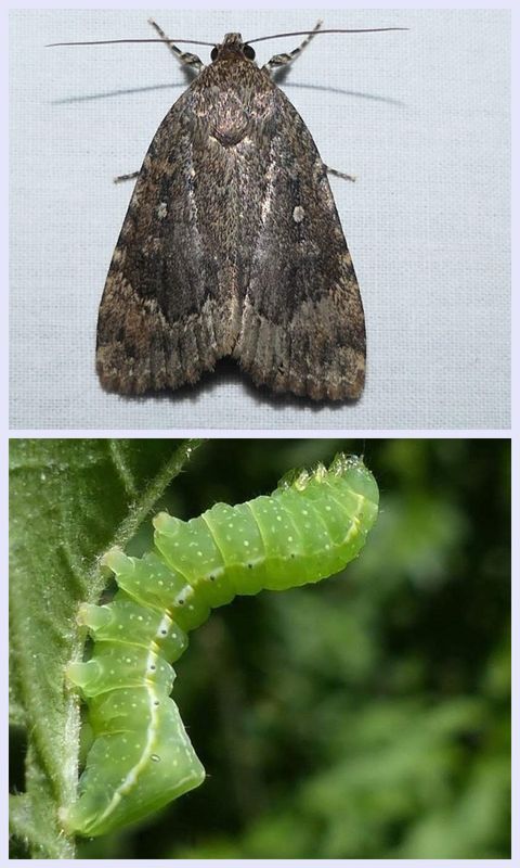Copper underwing moth and larva (Amphipyra pyramidoides), #9638