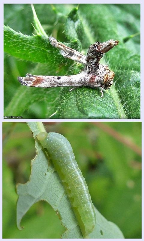 Dark marathyssa moth and larva  (Dark Marathyssa), #8955