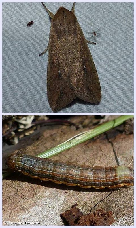 White speck moth and larva (<em>Mythimna unipuncta</em>), #10438