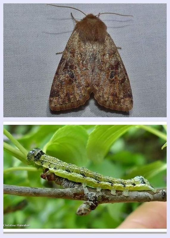 Ruby quaker moth and larva  (<em>Orthosia rubescens</em>), #10487