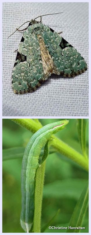 Green leuconycta moth and larva (Leuconycta diphteroides),  #9065