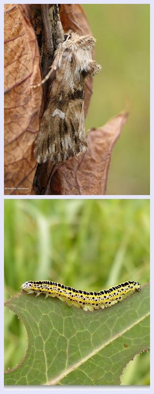 Toadflax brocade moth and larva (Calophasia lunula), #10177