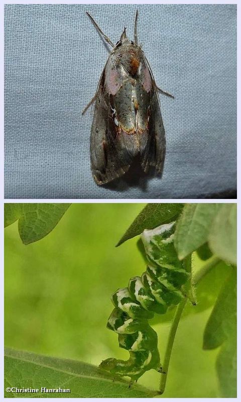 Pink-patched looper moth and larva   (Eosphoropteryx thyatyroides), #8905