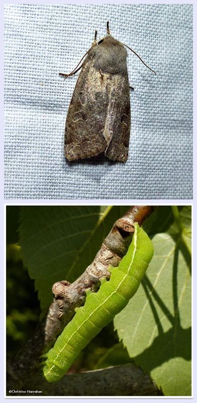 Speckled green fruitworm moth and larva  (Orthosia hibisci ), #10495 