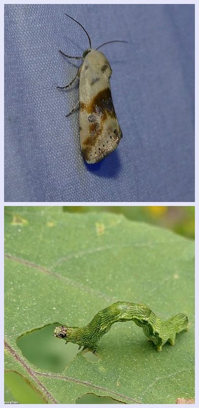 Olive-shaded Bird-dropping moth and larva (Ponometia candefacta), #9090