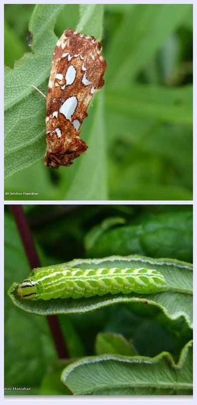 Silver-spotted fern moth and larva (Callopistria cordata), #9633