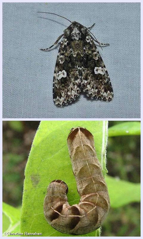Hitched arches moth  and larva (Melanchra adjuncta), #10292