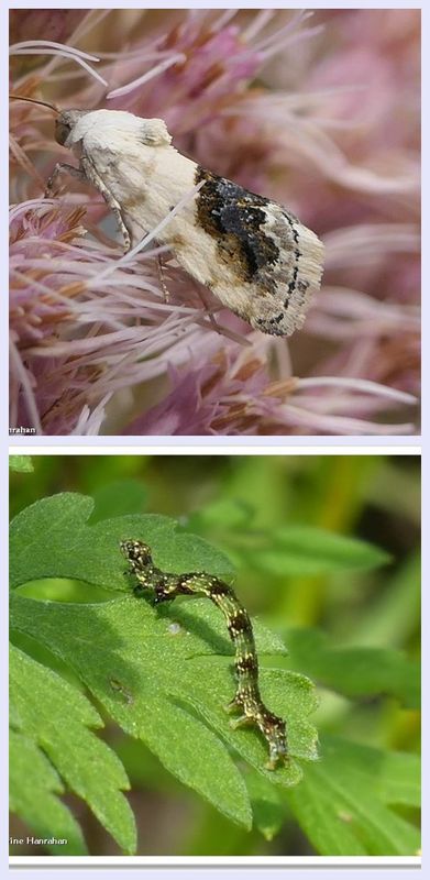 Small bird-dropping moth and larva (Ponometia erastrioides), #9095