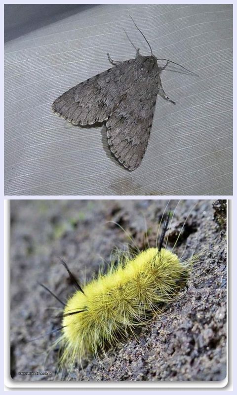 American dagger moth and larva (Acronicta americana), #9200