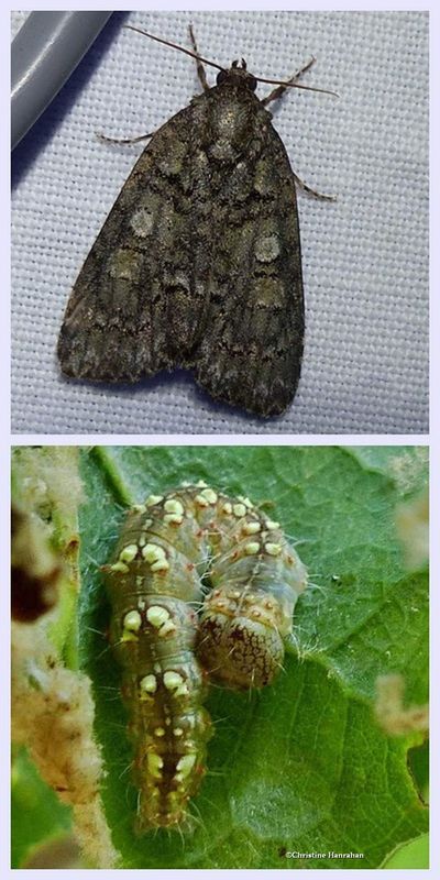 Eclipsed oak dagger moth and larva (Acronicta increta), #9249