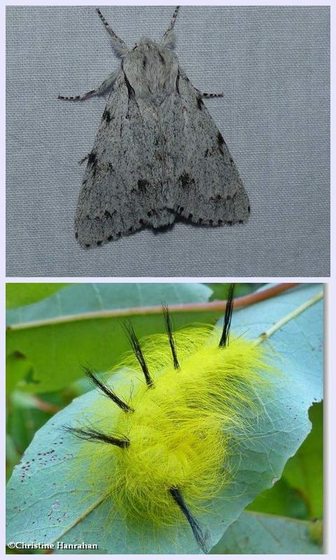 Cottonwood dagger moth and larva (Acronicta lepusculina), #9205