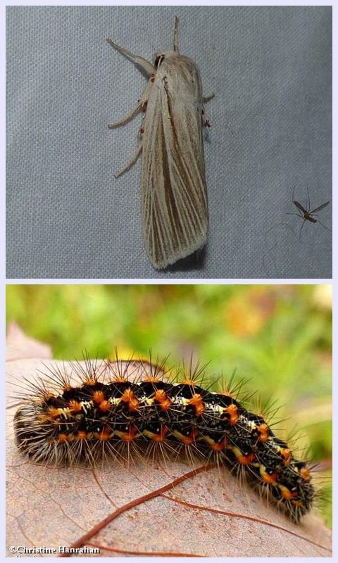 Cattail caterpillar and larva ( Acronicta insularis), #9280