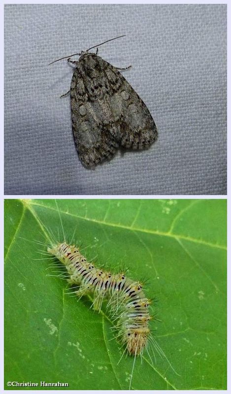 Maple dagger moth and larva (Acronicta retardata), #9251