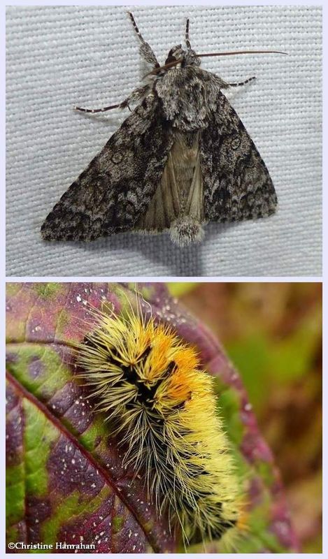Impressive dagger moth and larva (Acronicta impressa), #9261