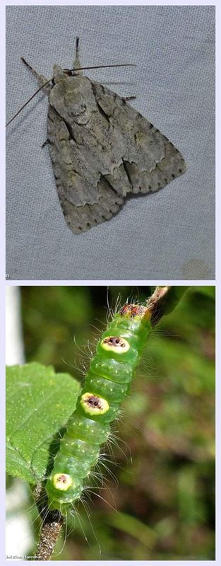 Ochre dagger moth and larva (Acronicta morula), #9236