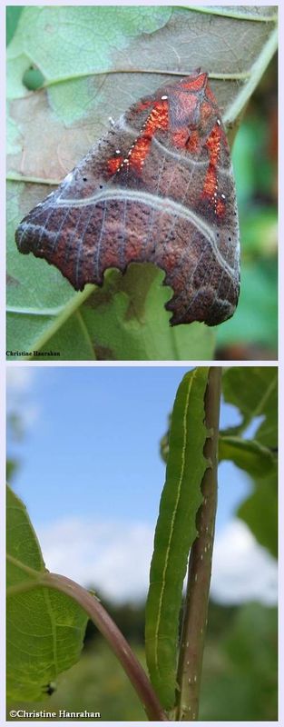 The herald moth and larva (Scoliopteryx libatrix), #8555