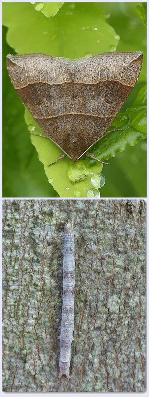 Maple looper moth and larva  (Parallelia bistriaris), #8727
