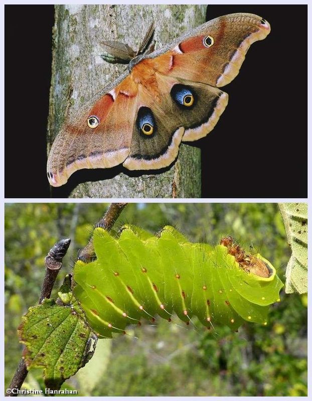 Polyphemus moth and larva (Antheraea polyphemus),  #7757