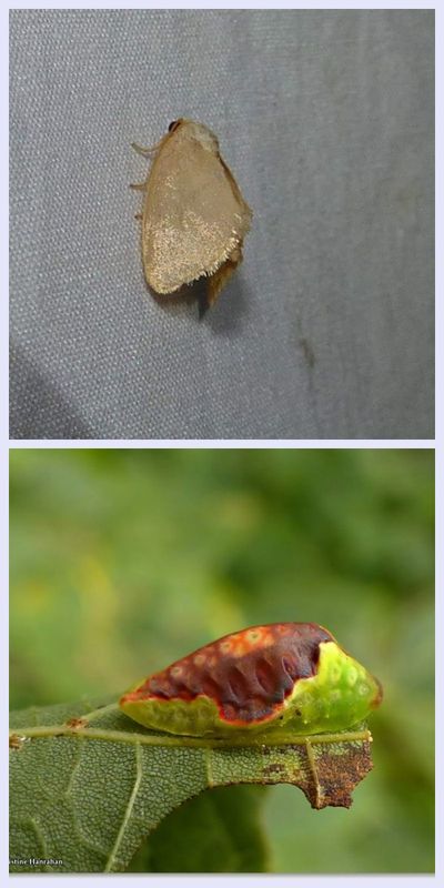 Red-crossed button slug moth and larva  (Tortricidia pallida ), #4653
