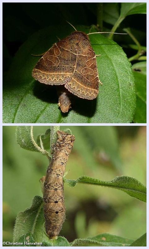 Rustic quaker moth and larva  (Orthodes majuscula), #10585