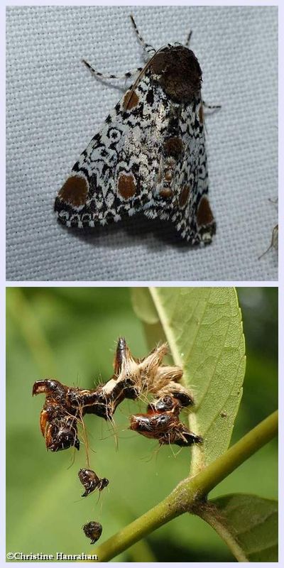 Harriss's three spot moth and larva (Harrisimemna trisignata), #9286