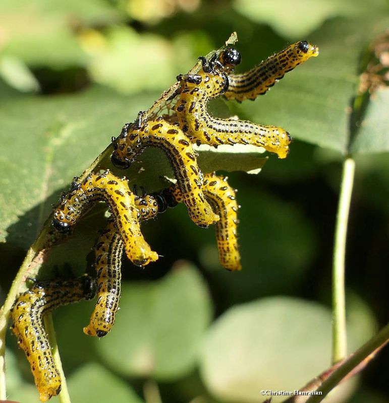 Sawfly larvae  (Arge)