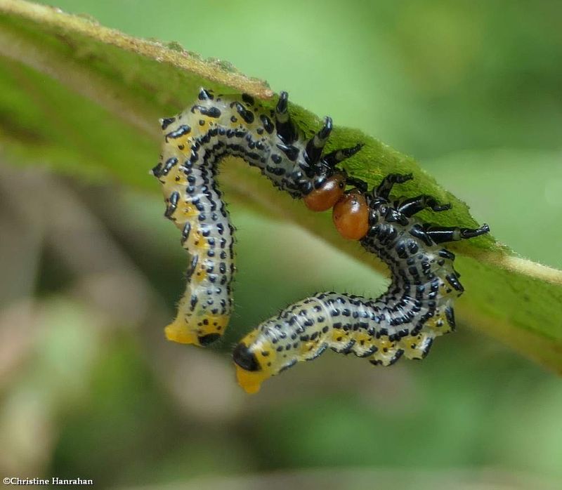 Sawfly larvae (Arge)