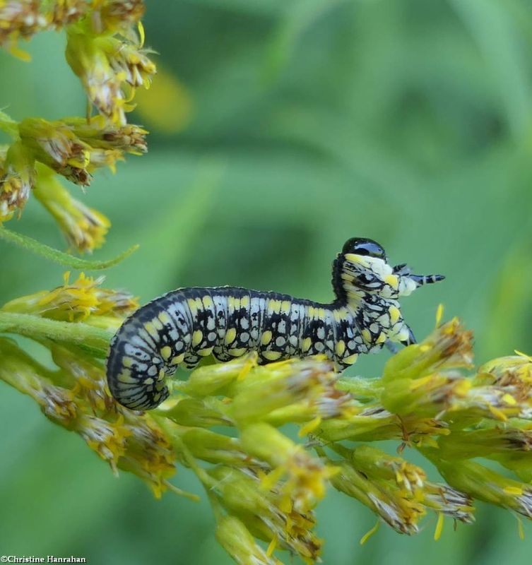 Introduced Pine sawfly (Diprion similis)