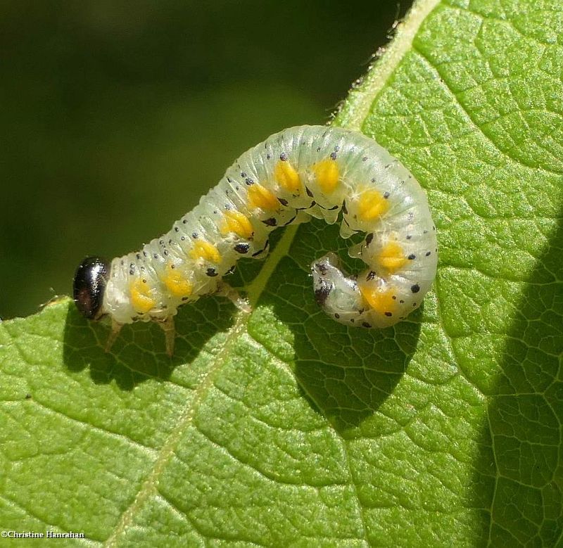 Sawfly larva (Euura)