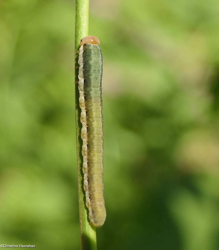 Sawfly larva (FamilyTenthredinidae) 