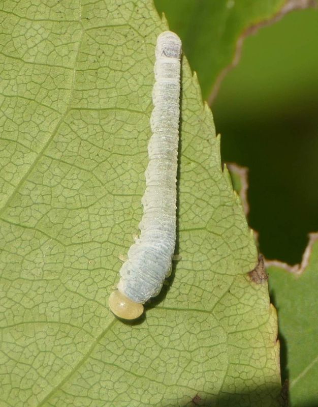 Sawfly larva (SuperfamilyTenthredinoidea) 