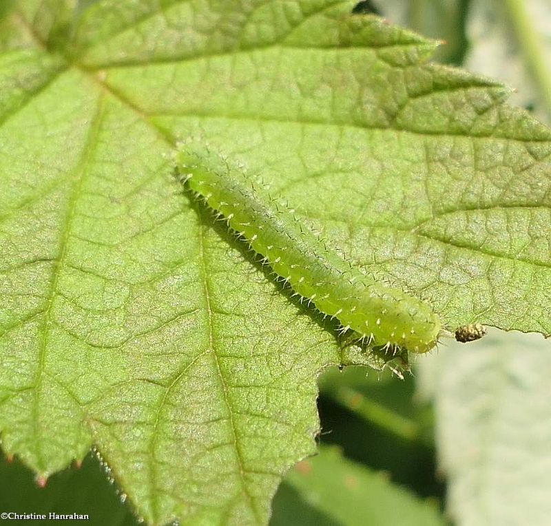 Sawfly larva  (Monophadnoides rubi)
