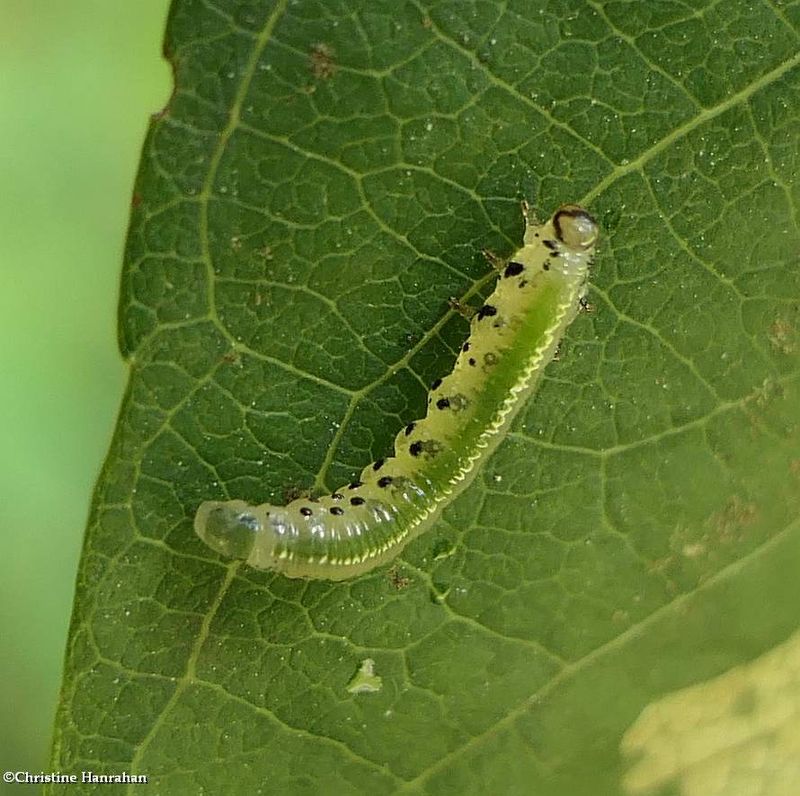 Sawfly larva  (SubfamilyTenthredininae?)