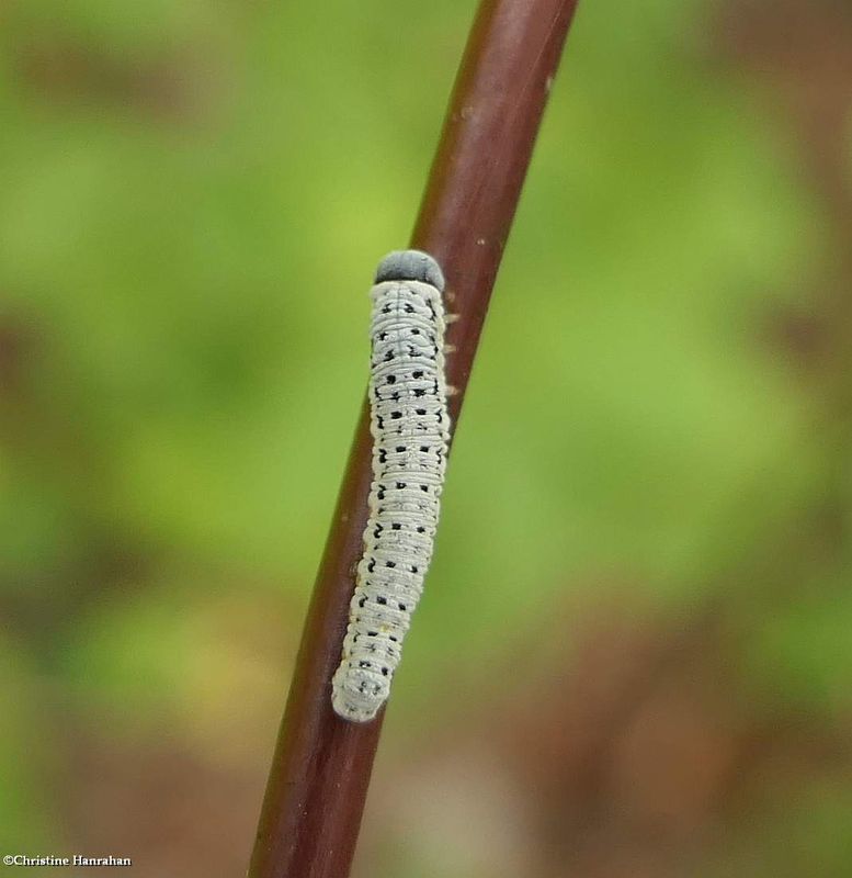 Sawfly larva (FamilyTenthredinidae)