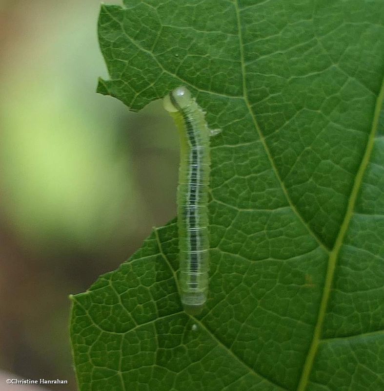 Sawfly larva (Pristiphora bivittata)