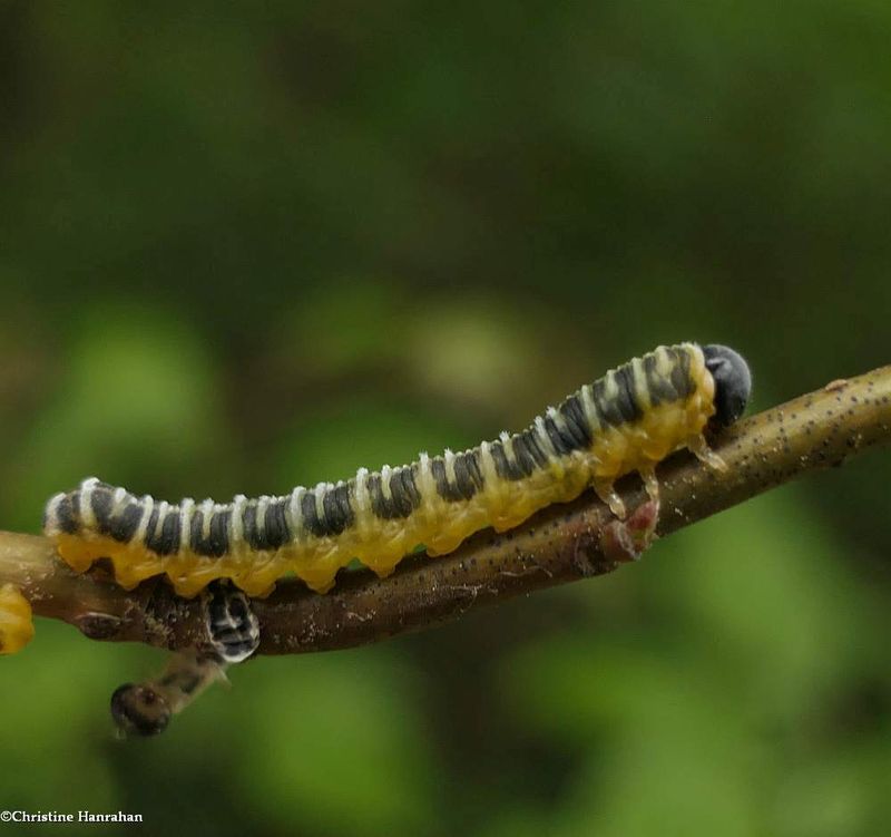 Dogwood sawfly larva (<em>Macremphytus</em>)