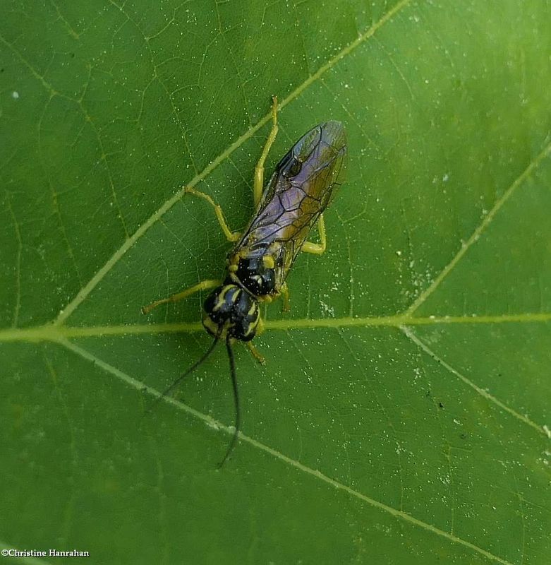 Sawfly (SubfamilyPamphiliinae)