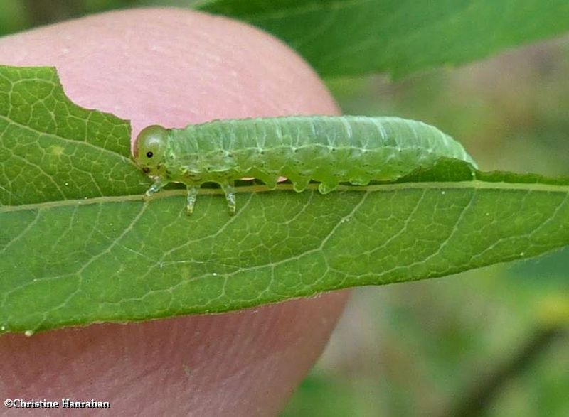 Sawfly larva (SubfamilyNematinae) 