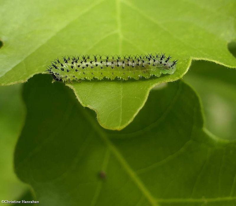 Sawfly larva (Periclista)