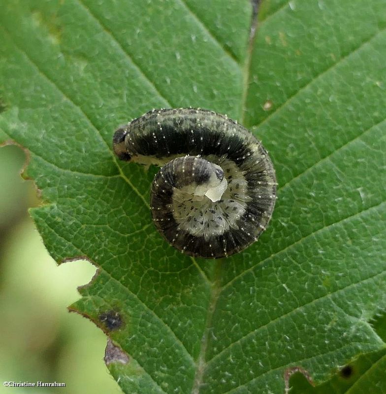 Sawfly (Subfamily Tenthredininae_