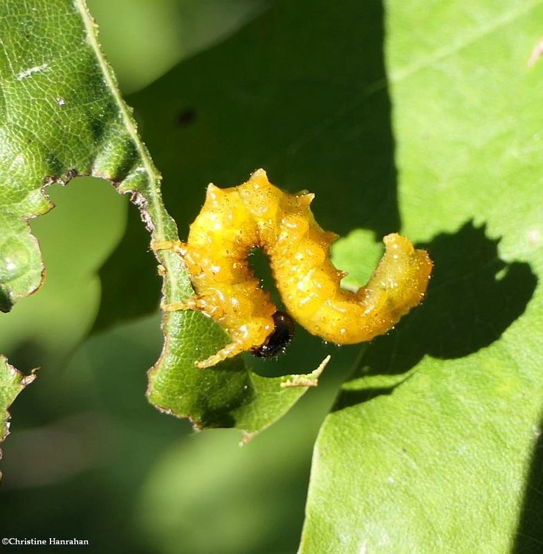 Sawfly larva (Argidae)