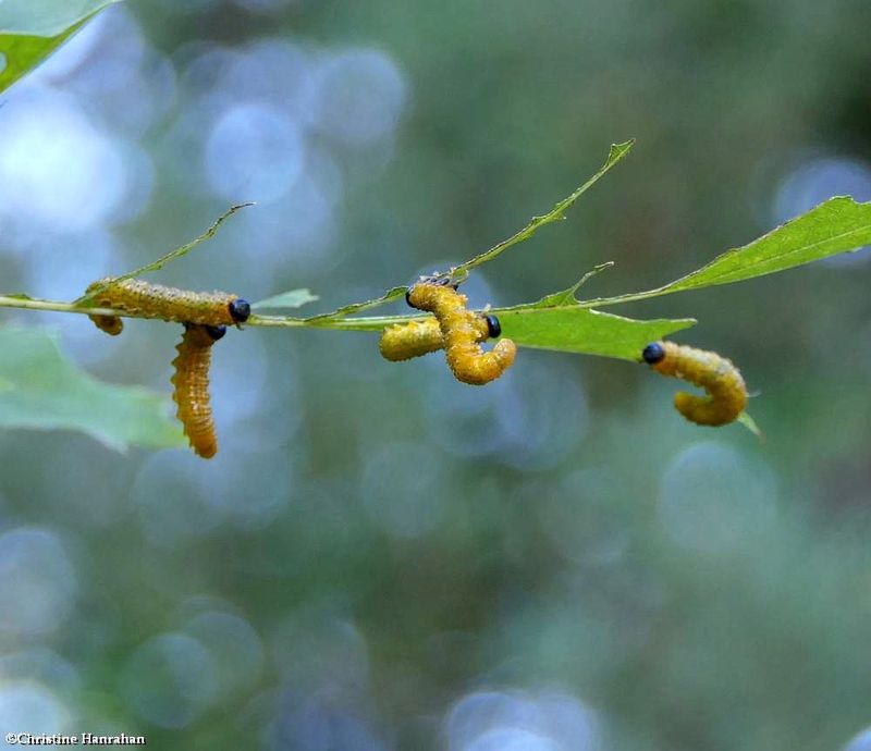 Sawfly larvae (Argidae)