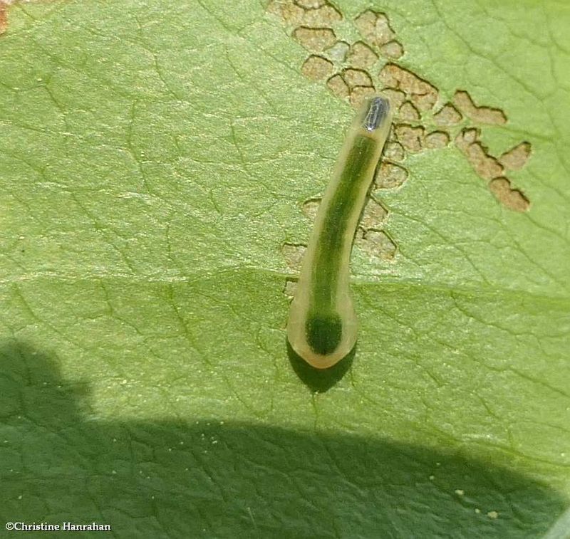 Sawfly larva (Caliroa liturata)