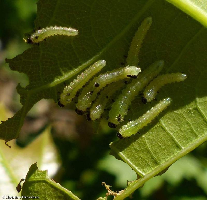 Sawfly larvae (Acordulecera)