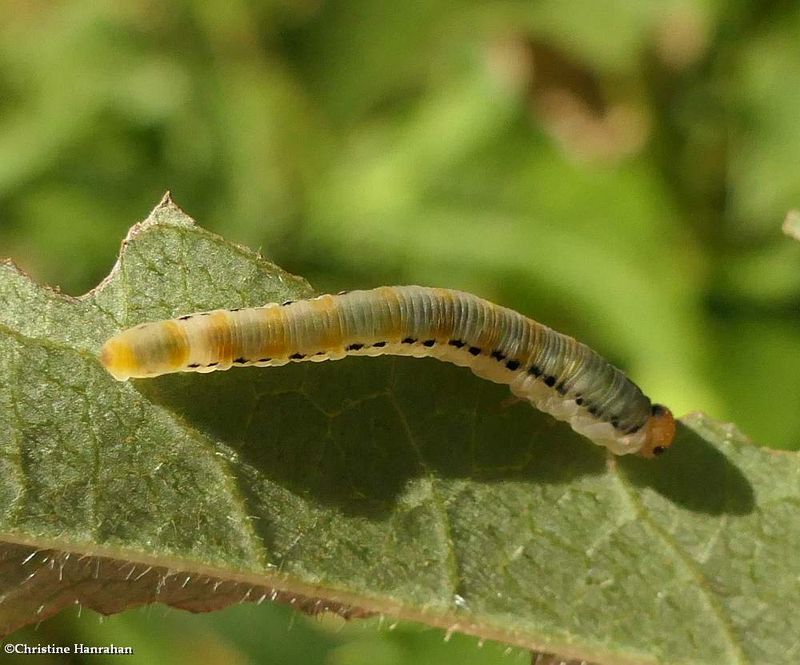 Sawfly larva (Family Tenthredinidae)