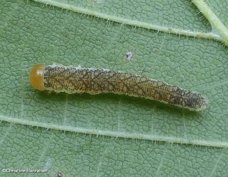 Sawfly larva (Tenthredo)
