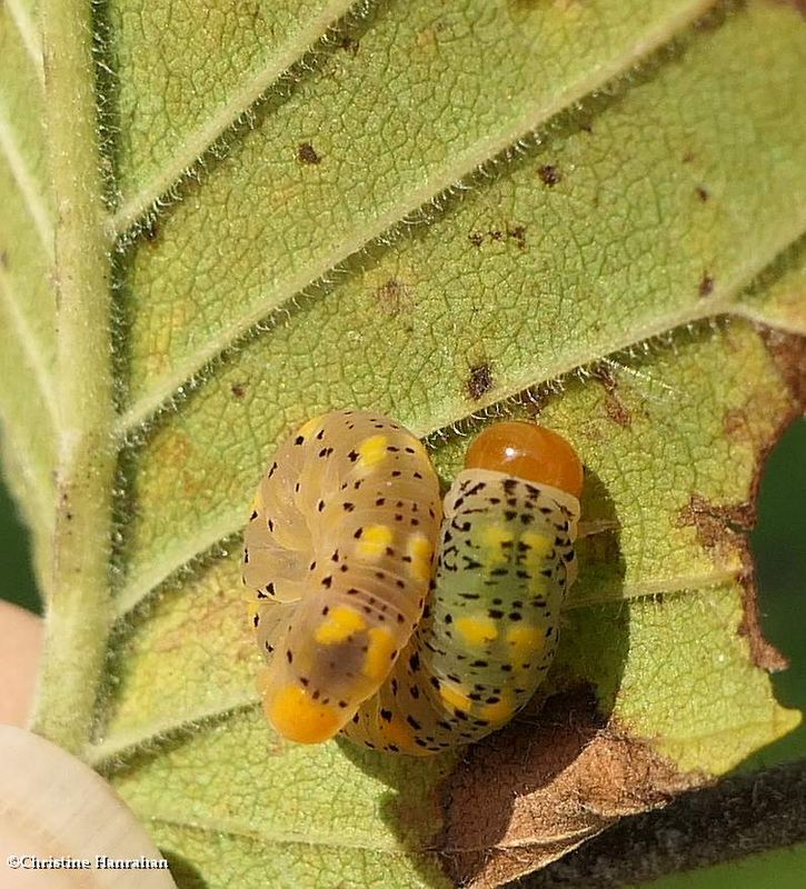 Sawfly larva  (SubfamilyTenthredininae)